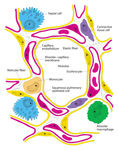 Alveolar capillary membrane