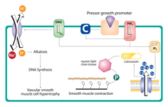 Pressor-growth promoters leading to development of vascular smooth muscle cell hypertrophy