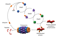 Ubiquitin - proteasome pathway