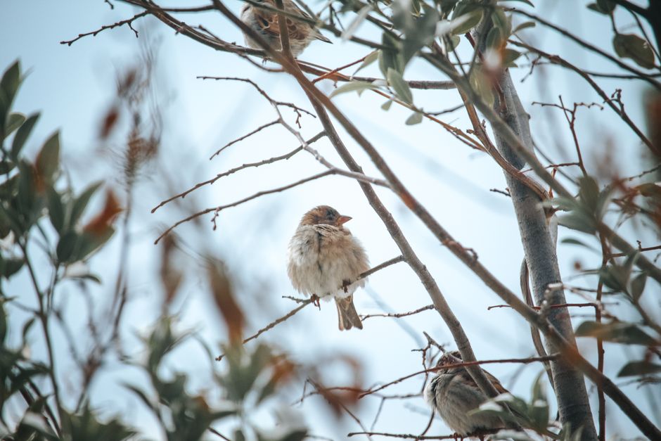 Three sparrows sitting on tree branches surrounded by foliage in a serene outdoor setting.