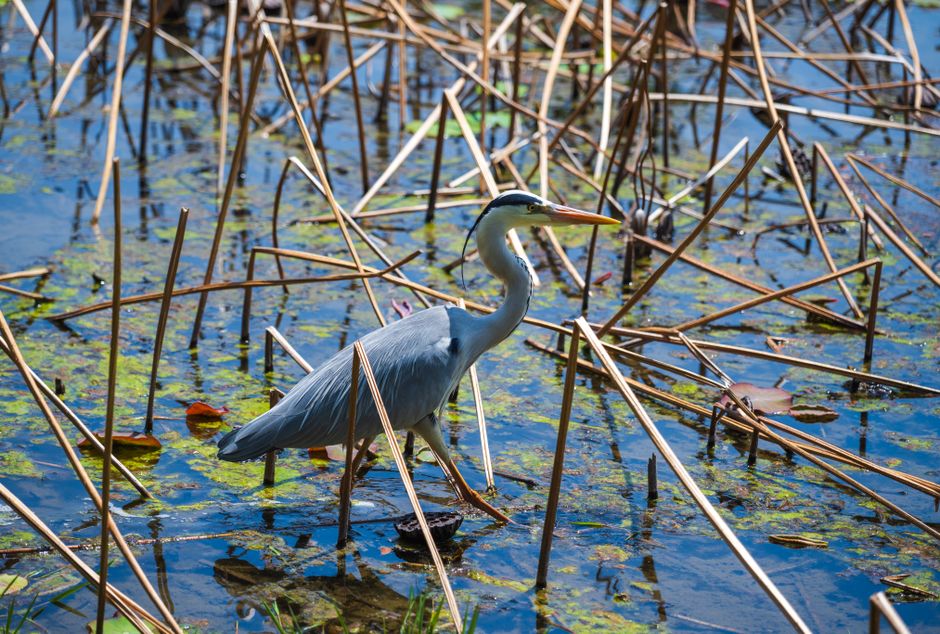 Graceful heron walking through a vibrant wetland landscape with reeds and water plants.