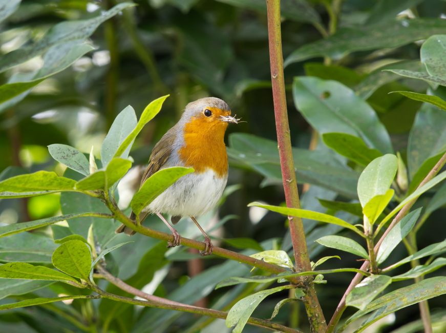 Vibrant European Robin perched on a leafy branch, showcasing nature's beauty.